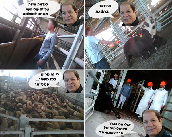 תמונות נבחרות מהחקירה של תנובה שמראות את האבסורדיות בדבריו של שייקה לוי שמפרסם את אדום אדום